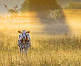 Curious Cow_26182